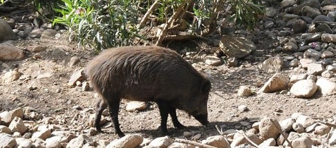 cinghiale cinghiale