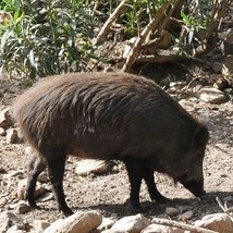cinghiale cinghiale