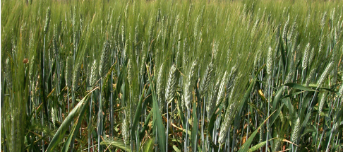 Grano Grano