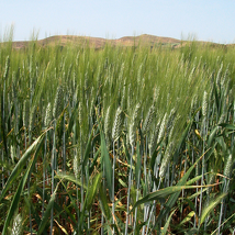 Grano Grano