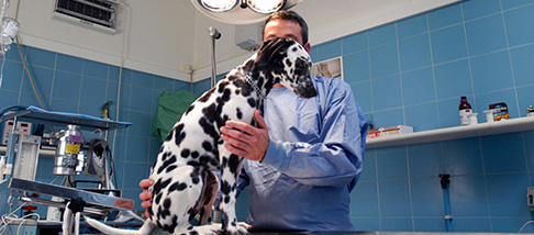 Veterinaria Veterinaria