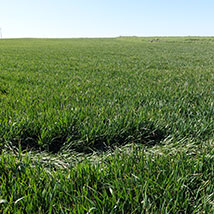 Agricoltura Agricoltura