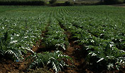 agricoltura campo carciofi agricoltura campo carciofi