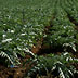 agricoltura campo carciofi agricoltura campo carciofi