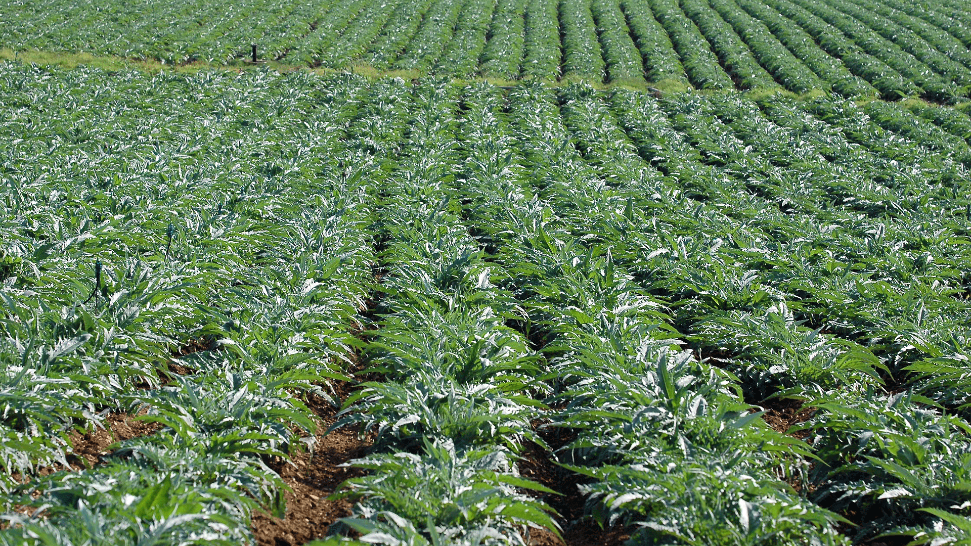 Agricoltura coltivazioni carciofo spinoso Agricoltura coltivazioni carciofo spinoso