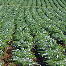 Agricoltura coltivazioni carciofo spinoso Agricoltura coltivazioni carciofo spinoso