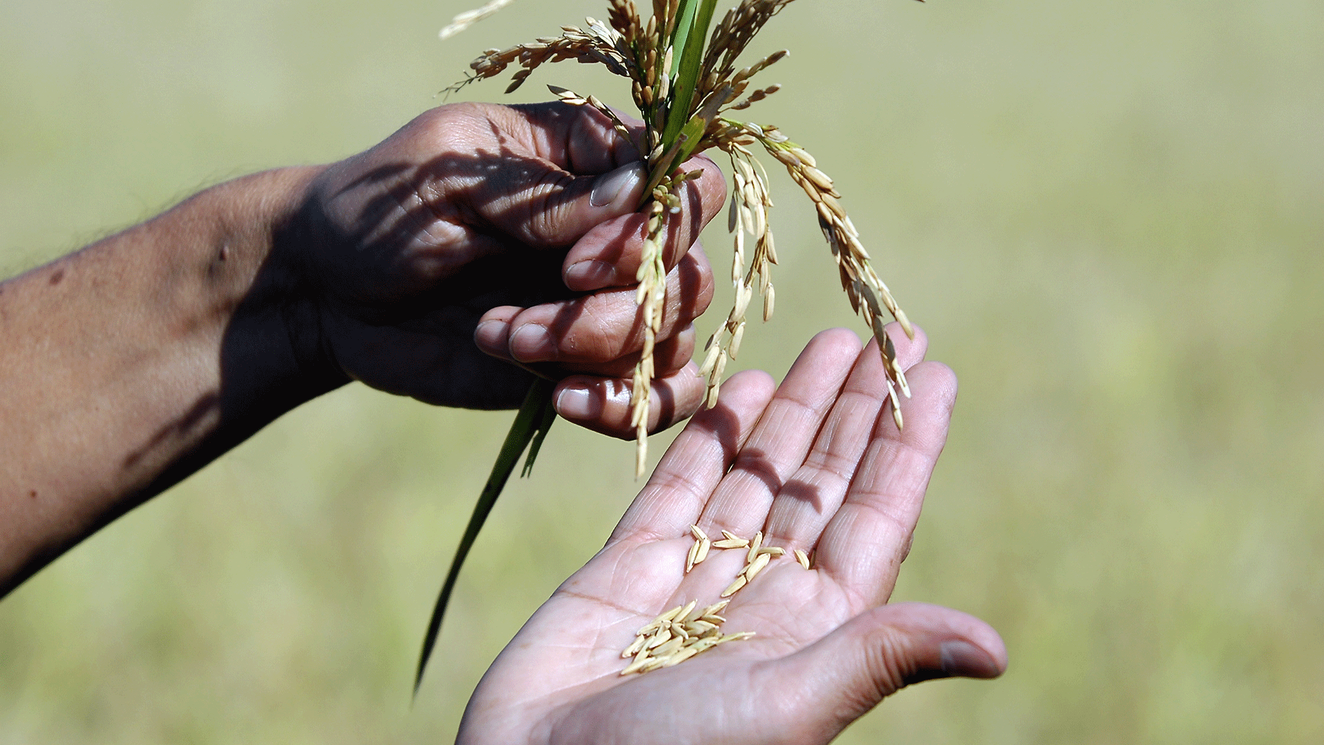 agricoltura-coltivazioni-mietitura agricoltura-coltivazioni-mietitura