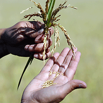 agricoltura-coltivazioni-mietitura agricoltura-coltivazioni-mietitura